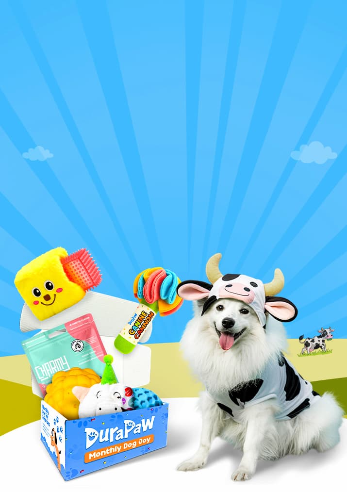 DuraPaw Barnyard theme dog wearing a cow costume with a box of durable toys on a blue background