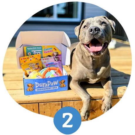 Happy dog sitting beside an open DuraPaw Enrichment Box filled with colorful toys and treats on a sunny patio