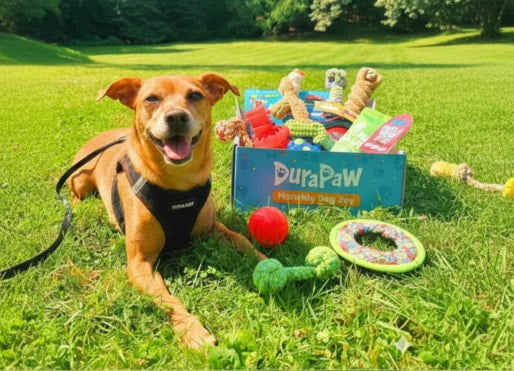 Dog lying on grass with a DuraPaw box filled with durable dog toys in the background