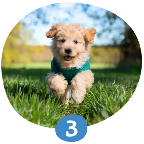 Excited golden puppy running through grass wearing a teal sweater on a sunny day chasing a DuraPaw box of toys