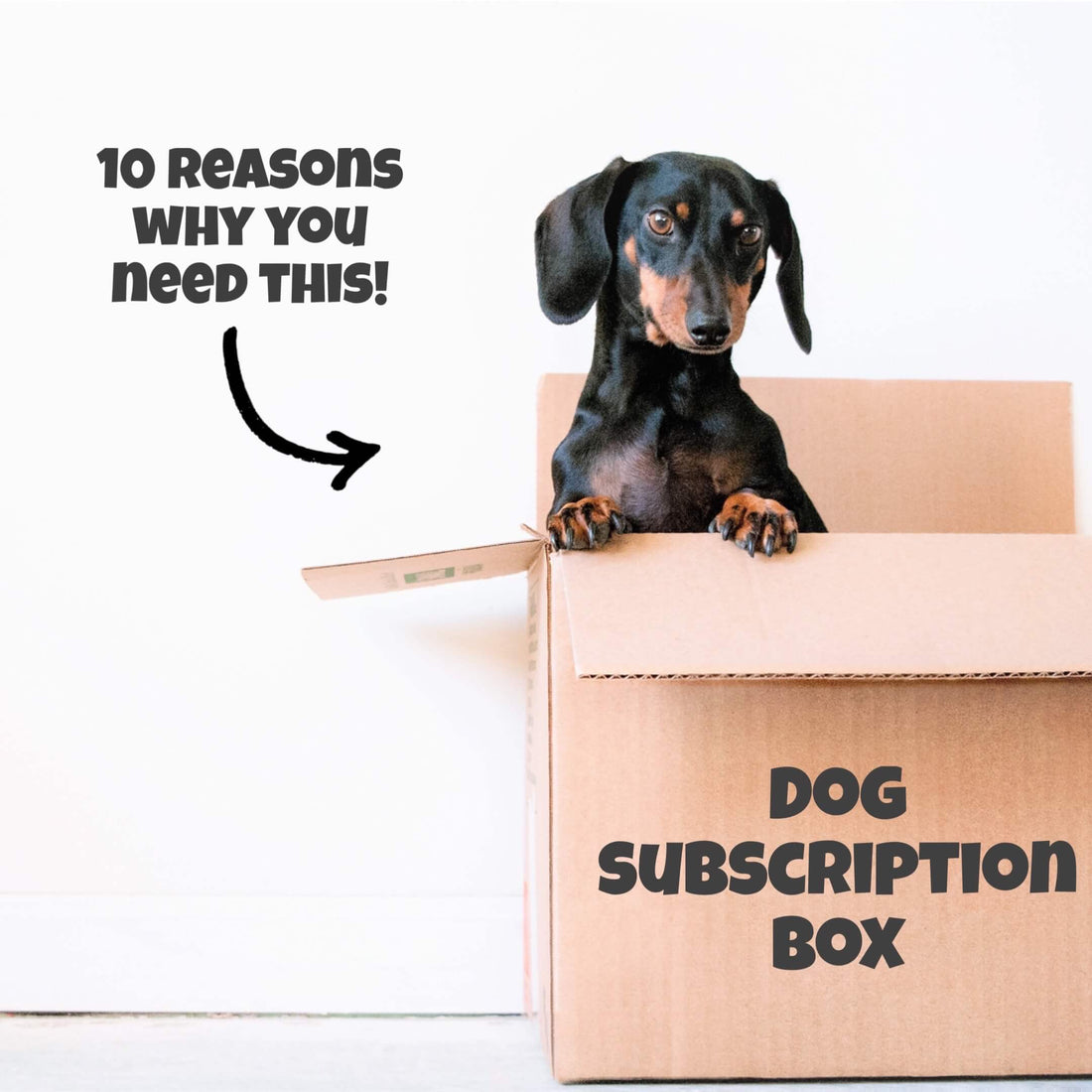 Dog Subscription Box Canada Pet Supplies Store