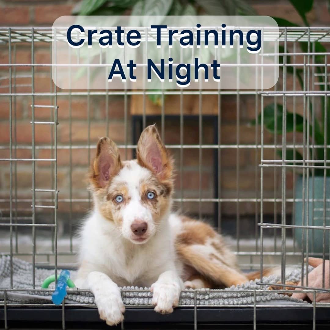 Best Tips For Crate Training New Puppy At Night