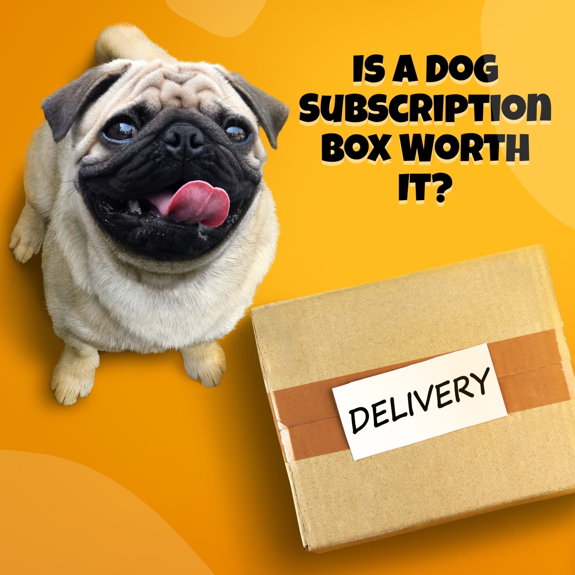 Are Dog Subscription Boxes Worth It