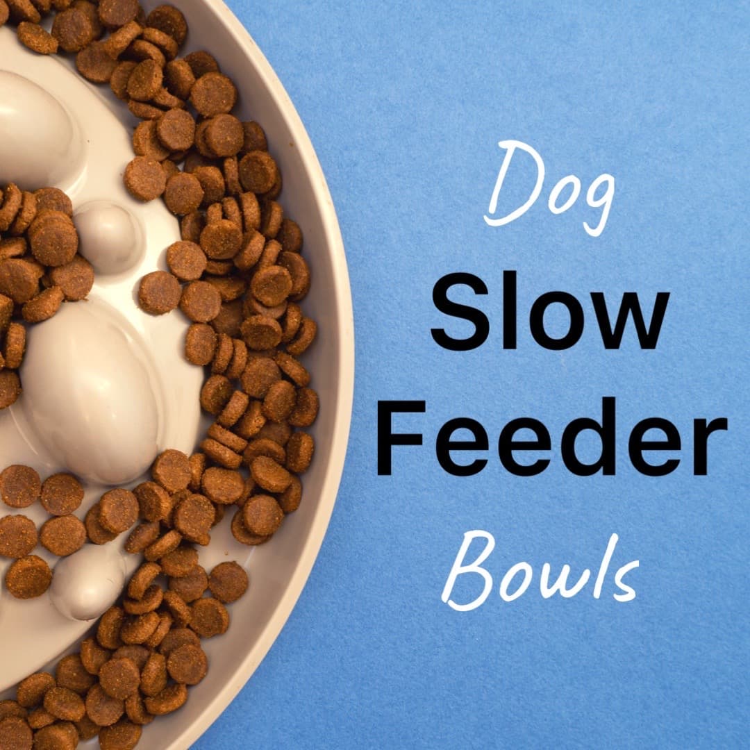 Are Dog Slow Feeder Bowls Good For Your Dog? Slow Feeder Benefits