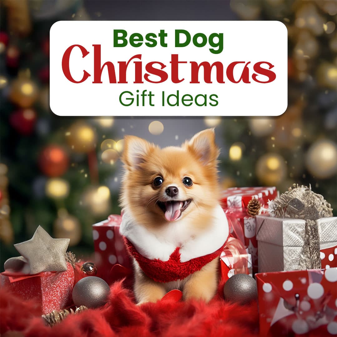Best Christmas Present Dog Gift Ideas Canada