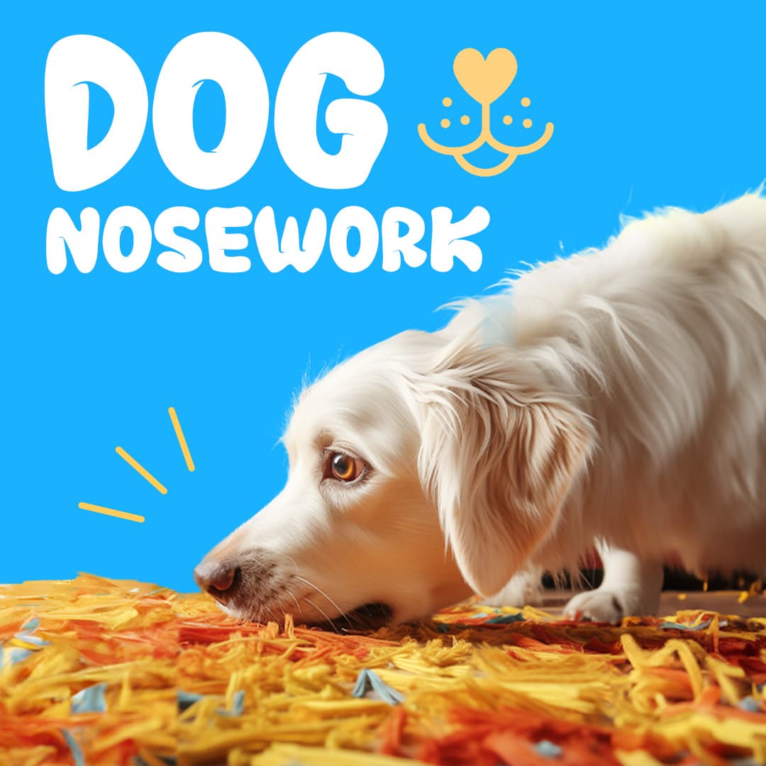 Dog Nosework Training and Scent Detection Benefits