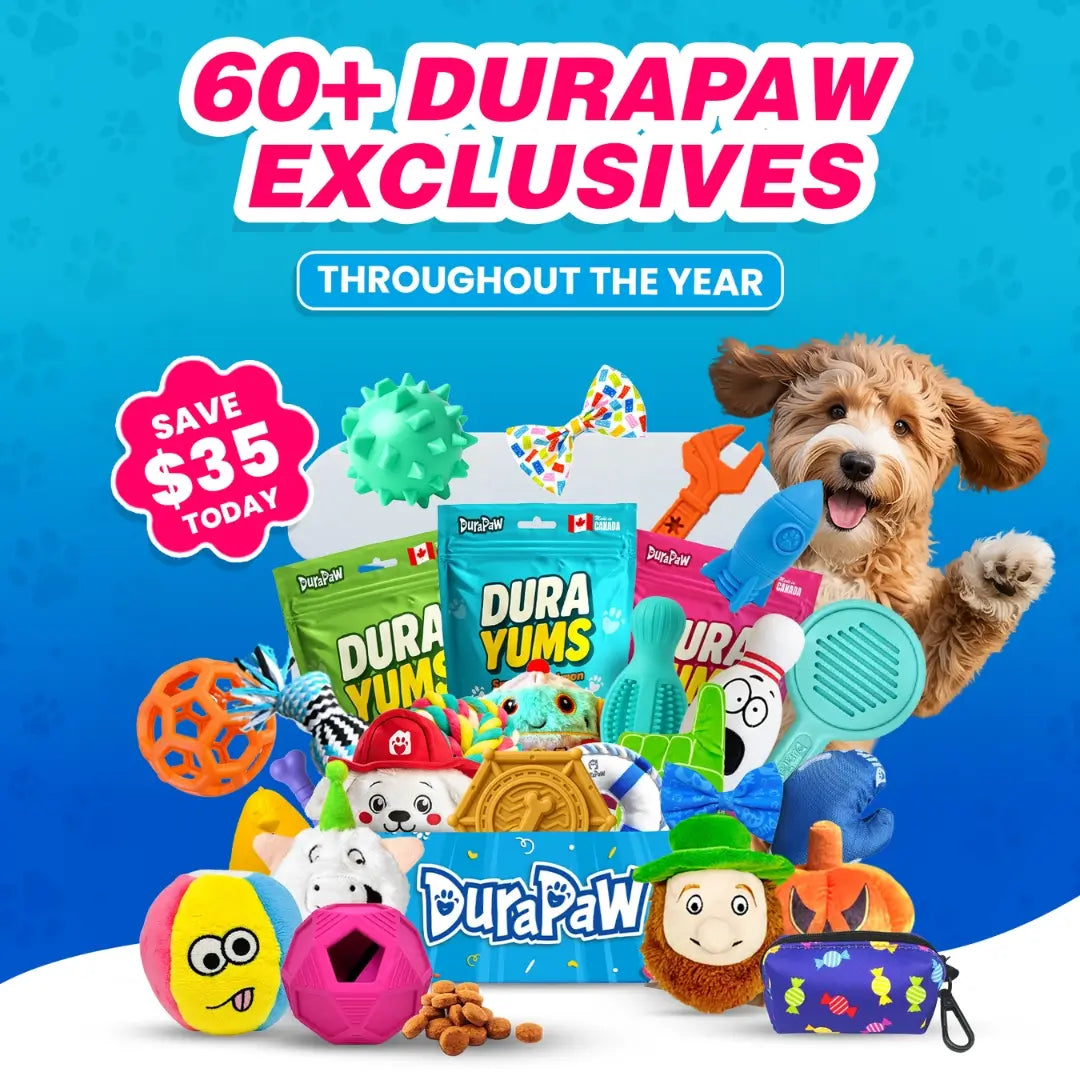 DuraPaw subscription box with dog toys, treats and dog in the background on a blue background.