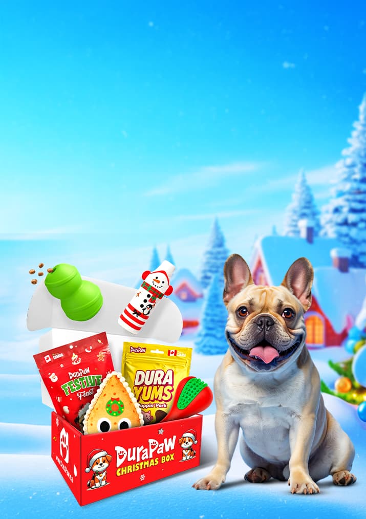 Dog with a Christmas-themed DuraPaw box of pet treats and toys against a snowy background