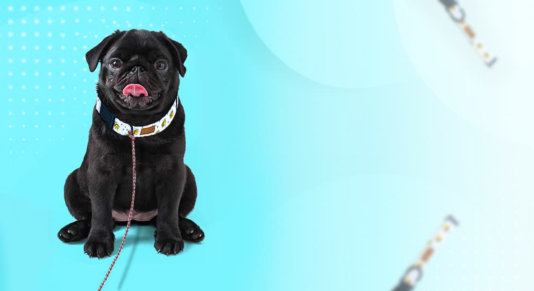DuraPaw Cute Dog Collars Canada