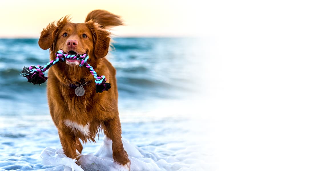 DuraPaw Rope Tug Dog Toys Online Pet Supplies Store