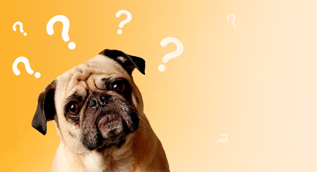 DuraPaw Doggie Box FAQs