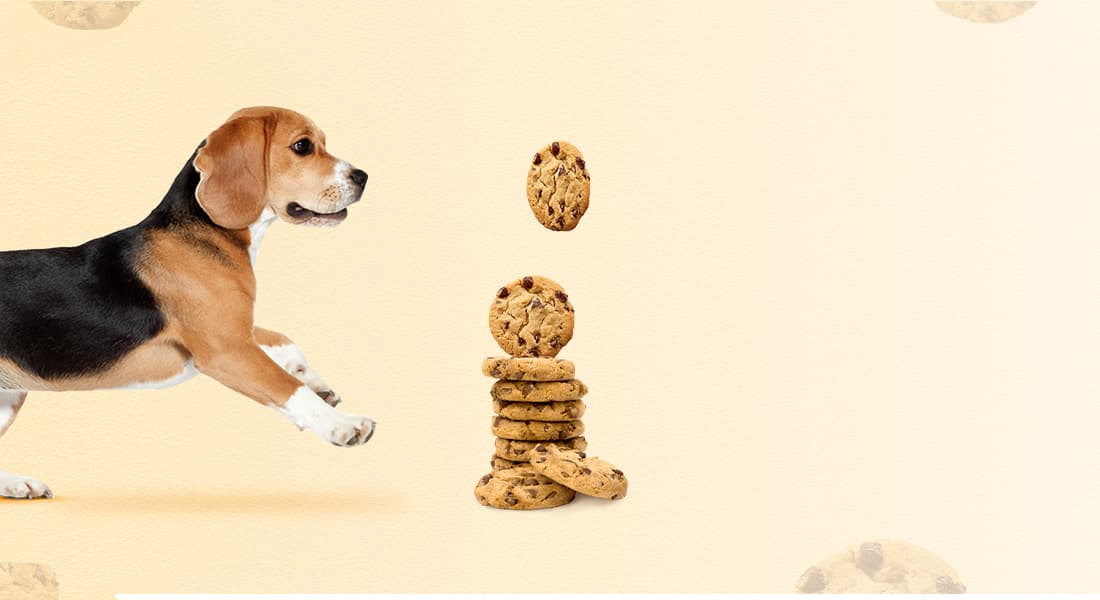 DuraPaw Homemade Dog Cookie Recipe Ideas