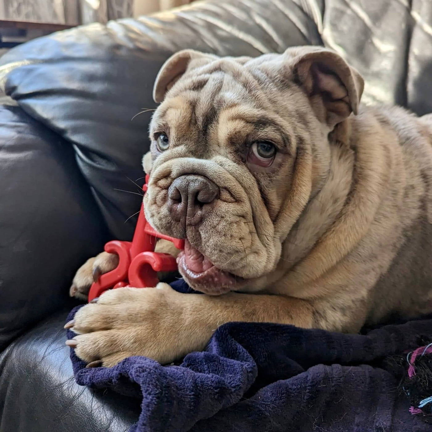 Tough Nylon Dog Toy Canada