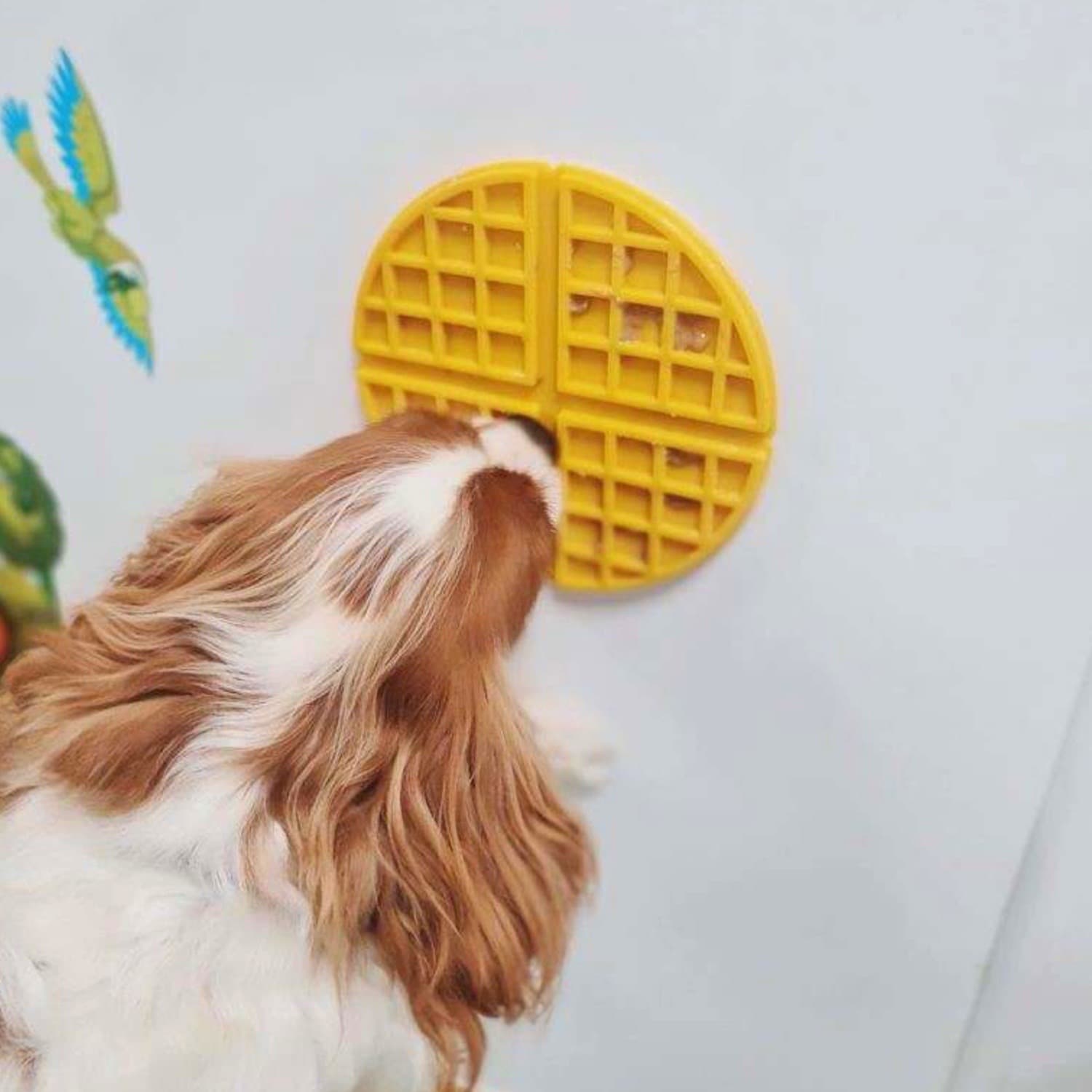 Cavalier Dog Licking AFP Woofle Lick Mat Suction Cupped to Wall