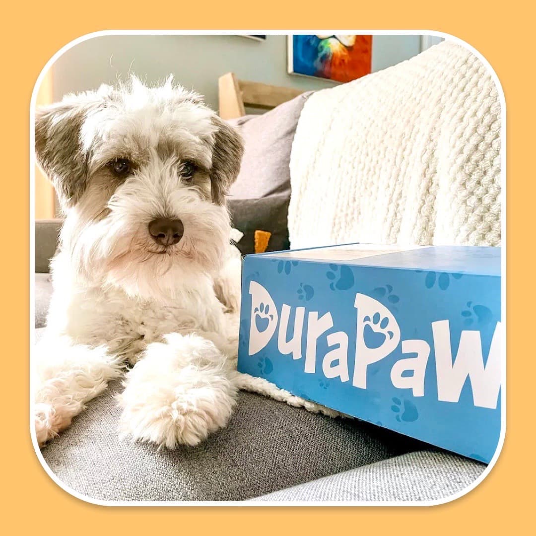 Are Dog Subscription Boxes Worth It
