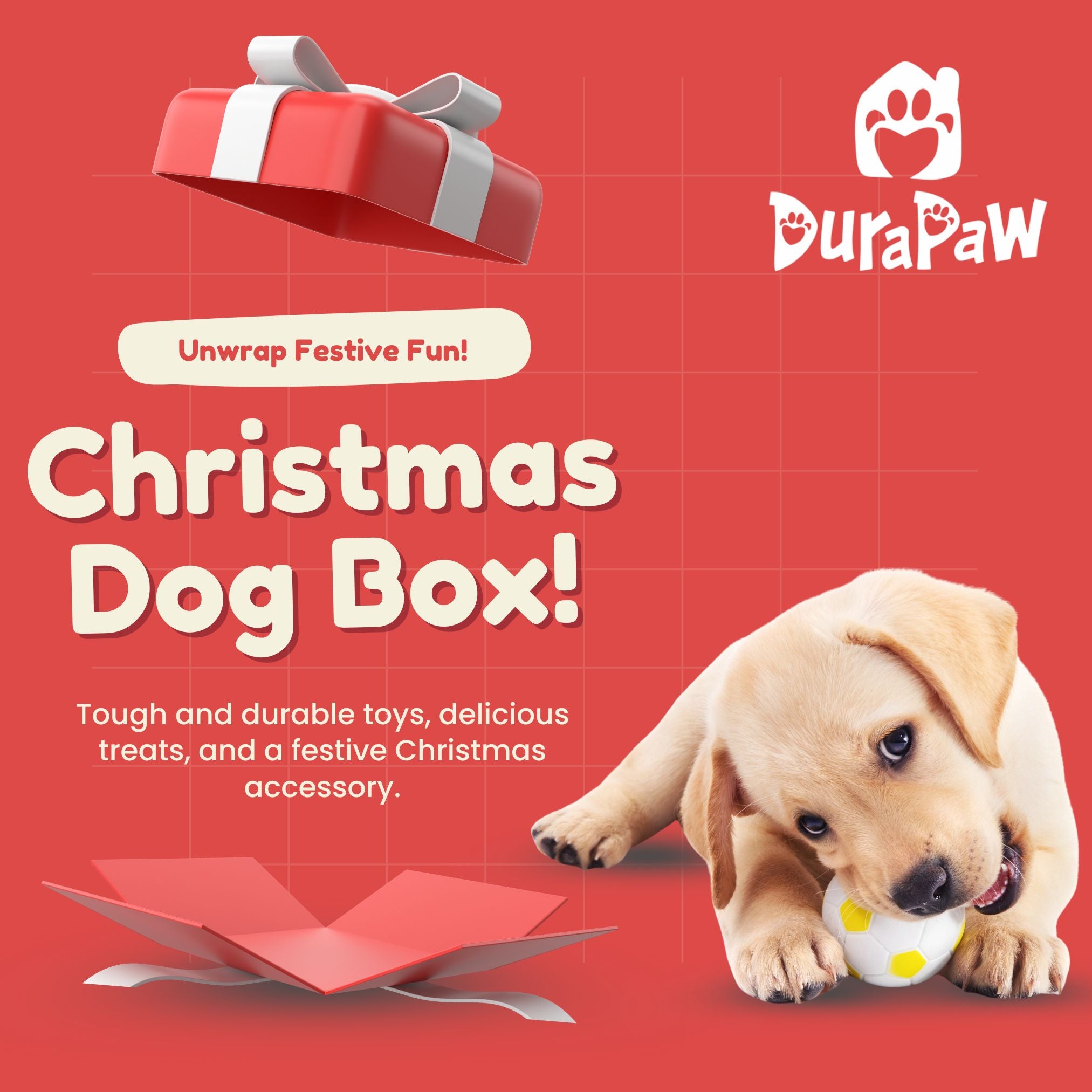 Christmas Dog Box With Dog Chewing on Ball