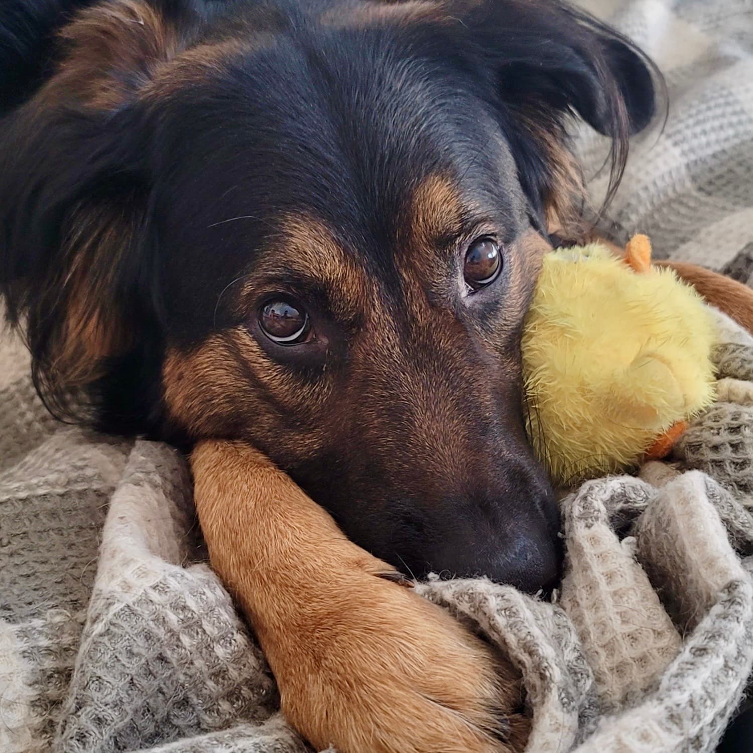 Cute Puppy Eyes Laying With DuraPaw Plush Duck Dog Toy