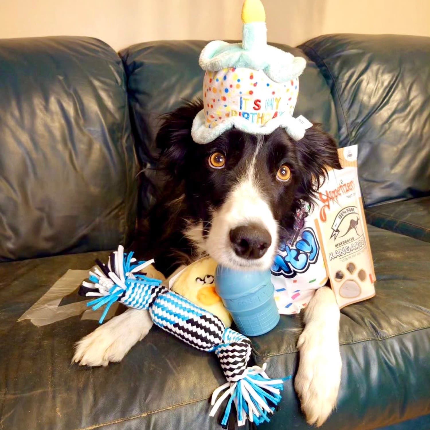 Dog Surrounded By Birthday Gift Box Presents