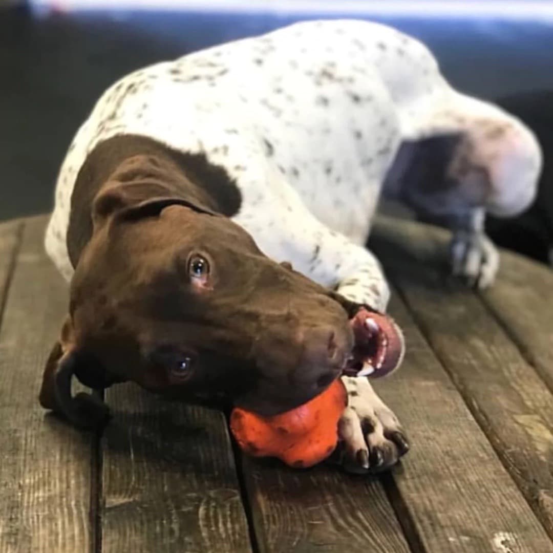 Crazy ball dog toy top