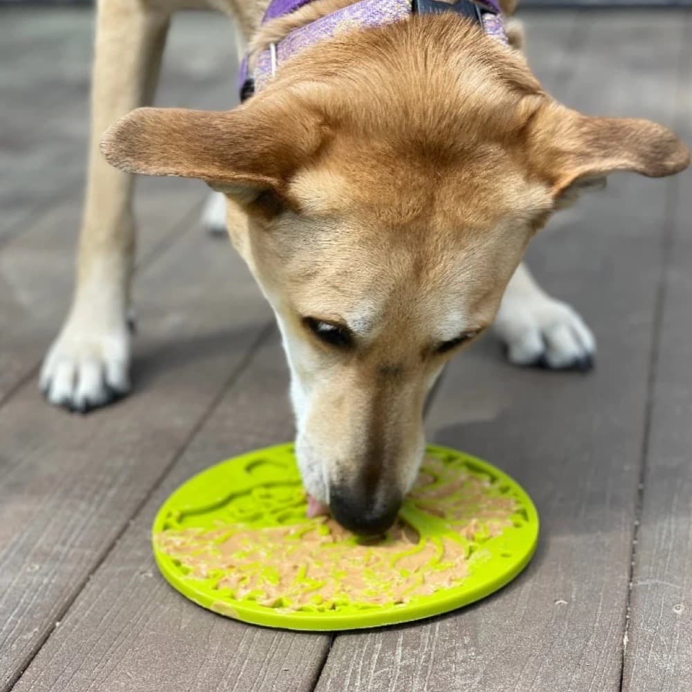 Large Dog Licking Sodapup Lick Mat Suction Cupped to Floor