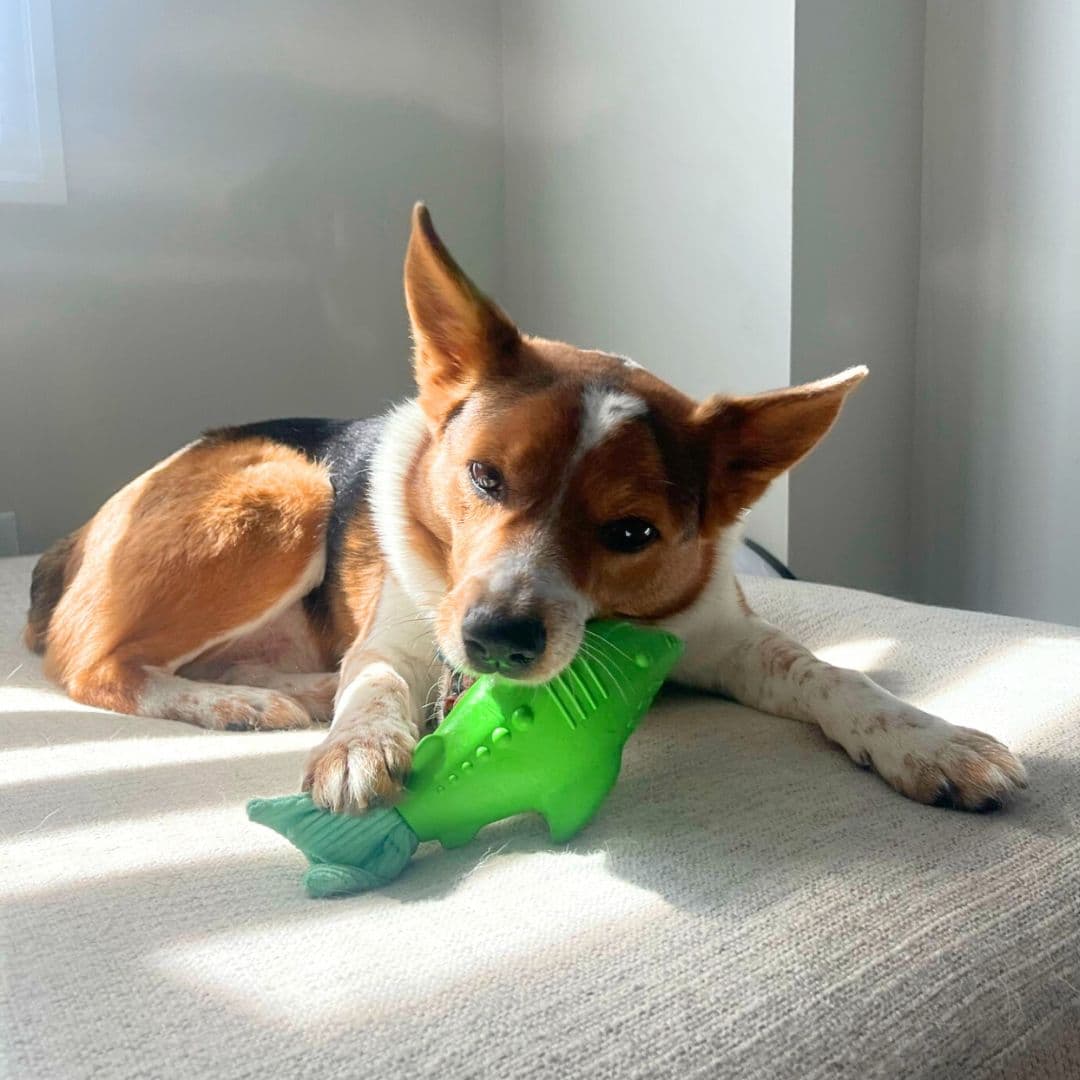 Dog Squeaking Green Rubber Shark Dog Puppy Toy