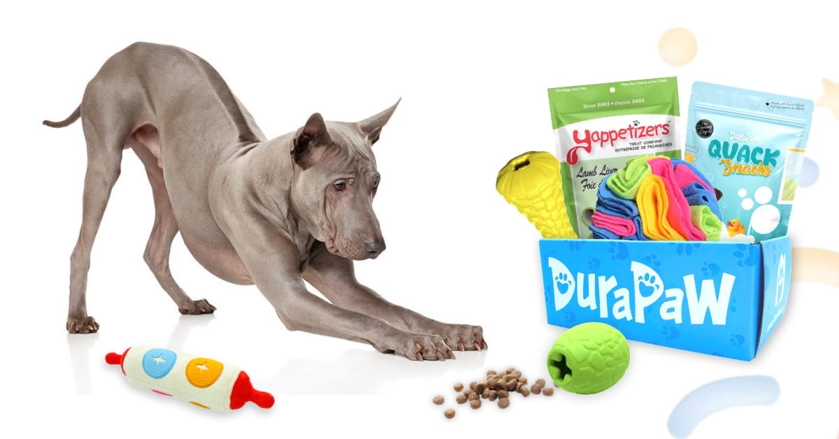 Free dog outlet toys canada