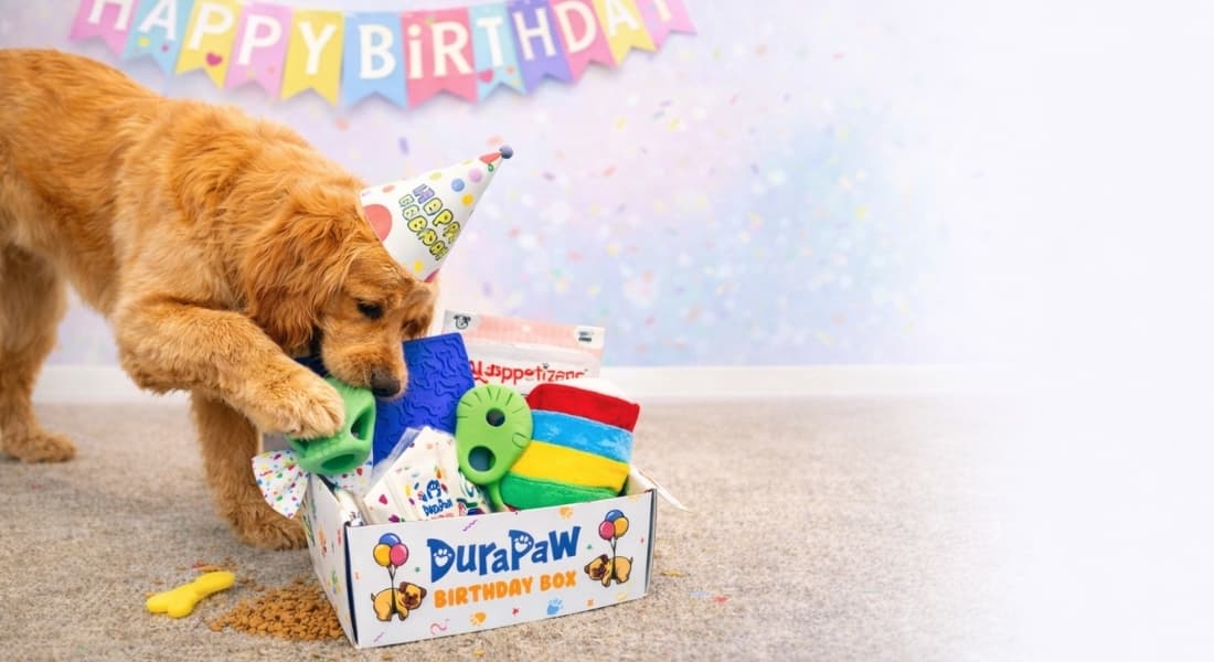 Dog opening a DuraPaw birthday box with colorful toys and a Happy Birthday banner in the background.