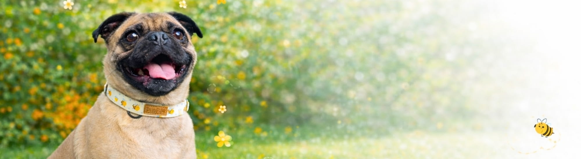 Dog with a happy expression wearing a DuraPaw pet collar standing in a field of flowers
