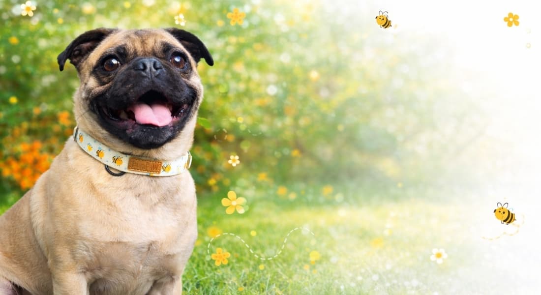 Dog with a happy expression wearing a DuraPaw pet collar standing in a field of flowers