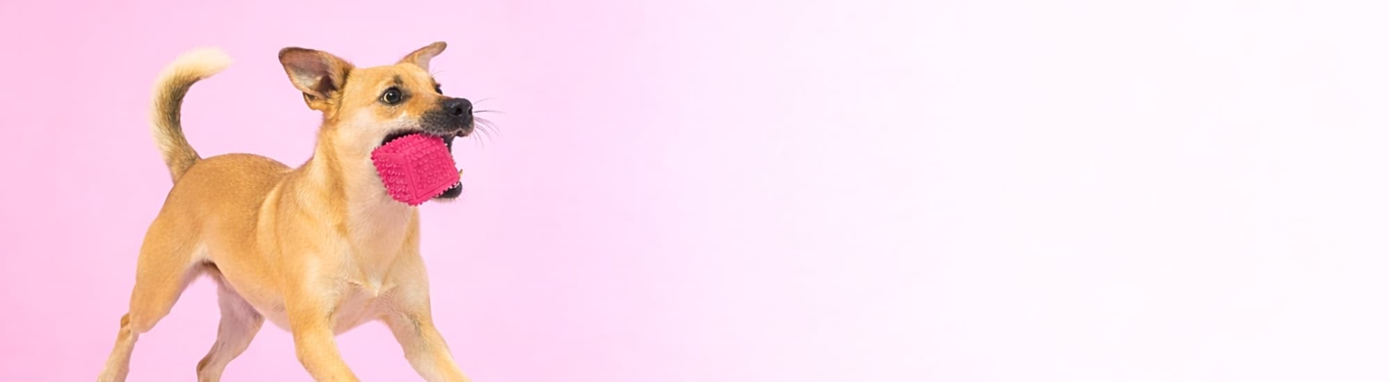 Dog playing with a squeaky yellow rubber DuraPaw toy on a pink background