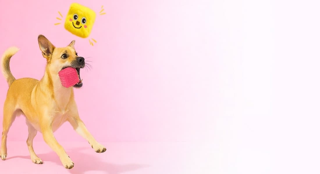 Dog playing with a squeaky yellow rubber DuraPaw toy on a pink background