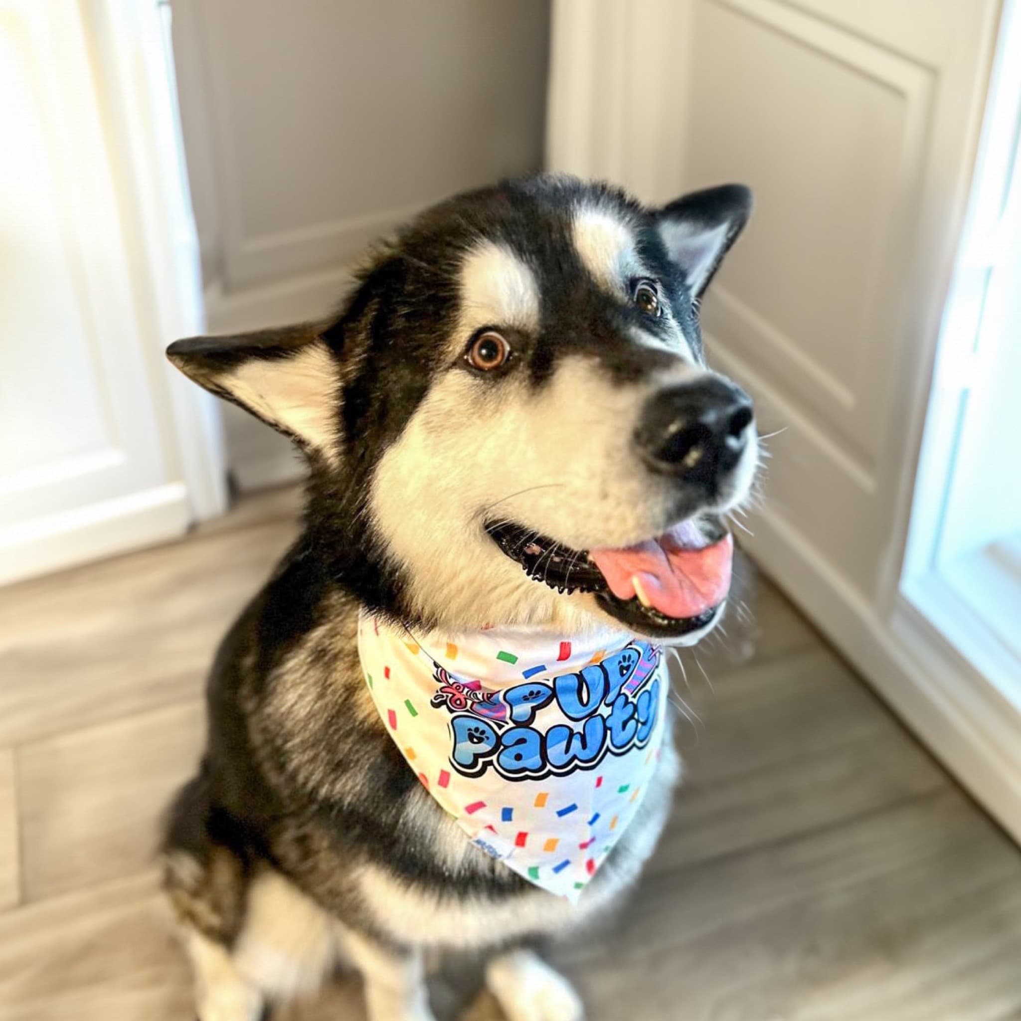 Cute Husky Wearing DuraPaw Dog Birthday Bandana Accessory