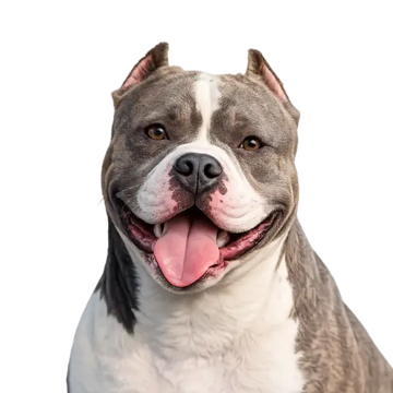 American Bully dog breed with a gray and white coat on a png background