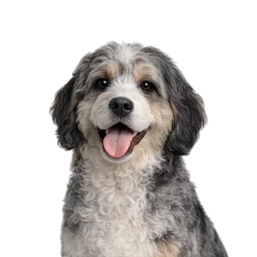 Aussie Doodle dog breed with a happy expression on a png background