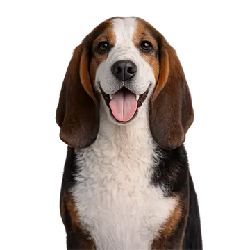 Happy Basset Hound dog breed with a white and brown coat on a png background