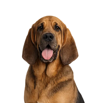 Brown Bloodhound dog breed with a black muzzle on a png background