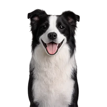 Black and white Border Collie dog breed with a happy expression on a png background