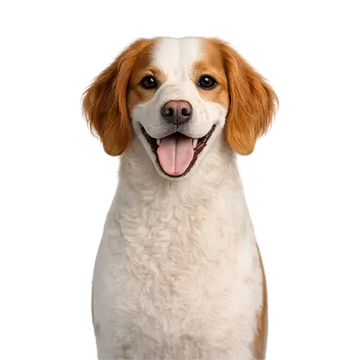 Brittany dog breed with a happy expression on a png background