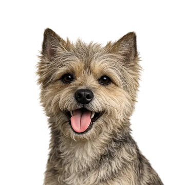Cairn Terrier