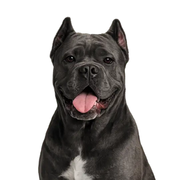 Gray Cane Corso dog breed with a white chest on a png background