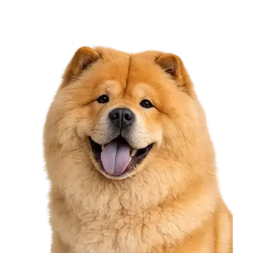 Happy Chow Chow dog breed with a png  background