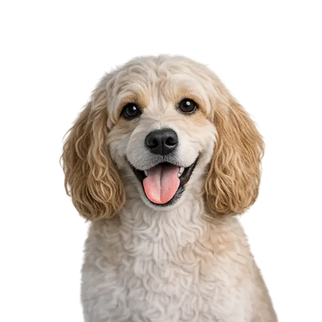 Happy Cockapoo dog breed with a png background