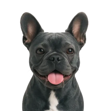 French bulldog dog breed profile picture