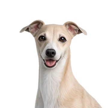 Italian Greyhound dog breed with a png background