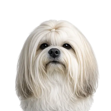 White Lhasa Apso dog breed with long hair on a png background