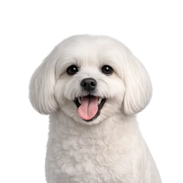 White Maltese dog breed with a happy expression on a png background
