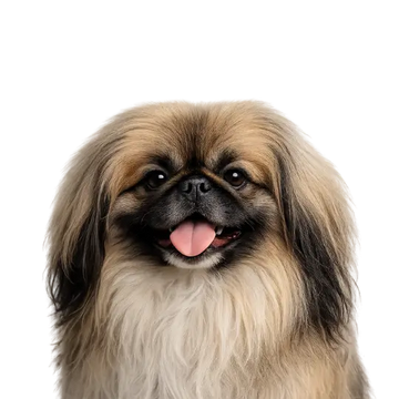 Small Perkingese dog breed with long fur on a png background