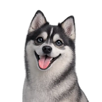 Pomsky dog breed with a happy expression on a png background