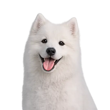 White Samoyed dog with a happy expression on a png background