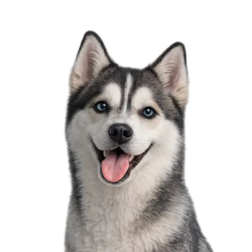 Husky dog breed with a happy expression on a png background